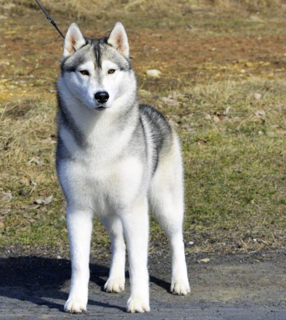 Photo of Snoebear’s Secret Agent