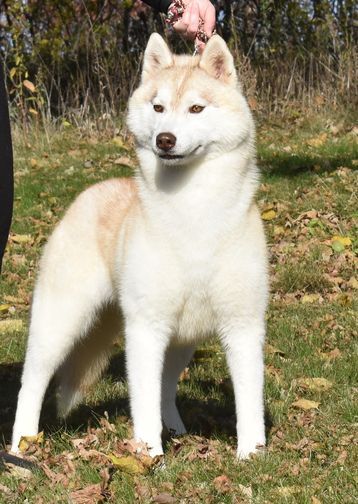 Photo of Echoing Wind's Reflection of Kansa
