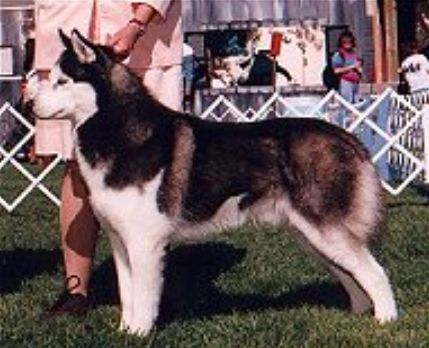 Photo of Tosia Of The Midnight Sun