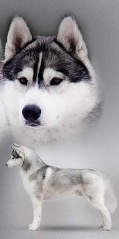 Photo of Asti Dog House Invincible Spirit