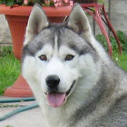 Photo of Wild Winny Of Siberian Lady