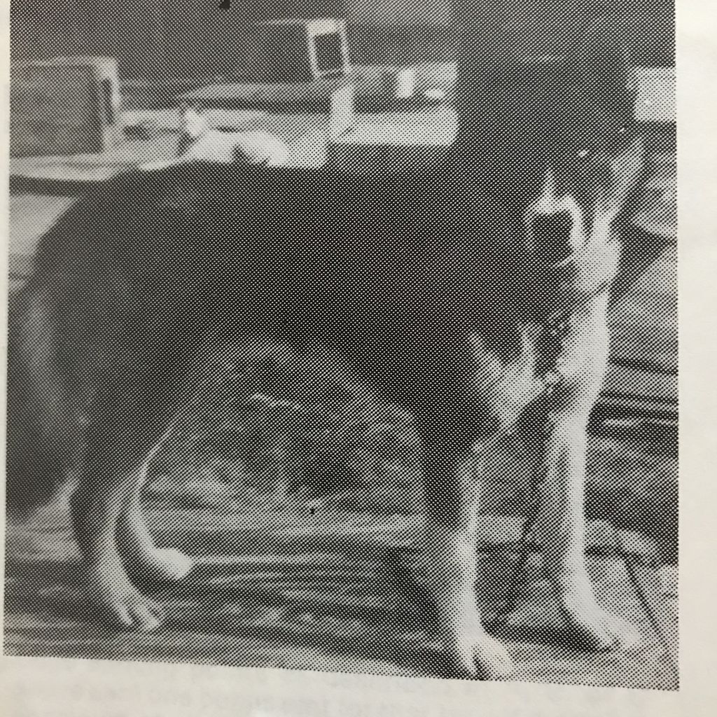 Photo of Uelen’s Ebony Of Sepp-Alta