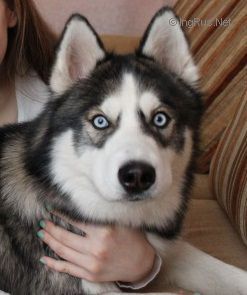 Photo of Amur Is The Best Favourite