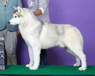 Photo of Vega Star´s V-King Fantastic Snowdevil