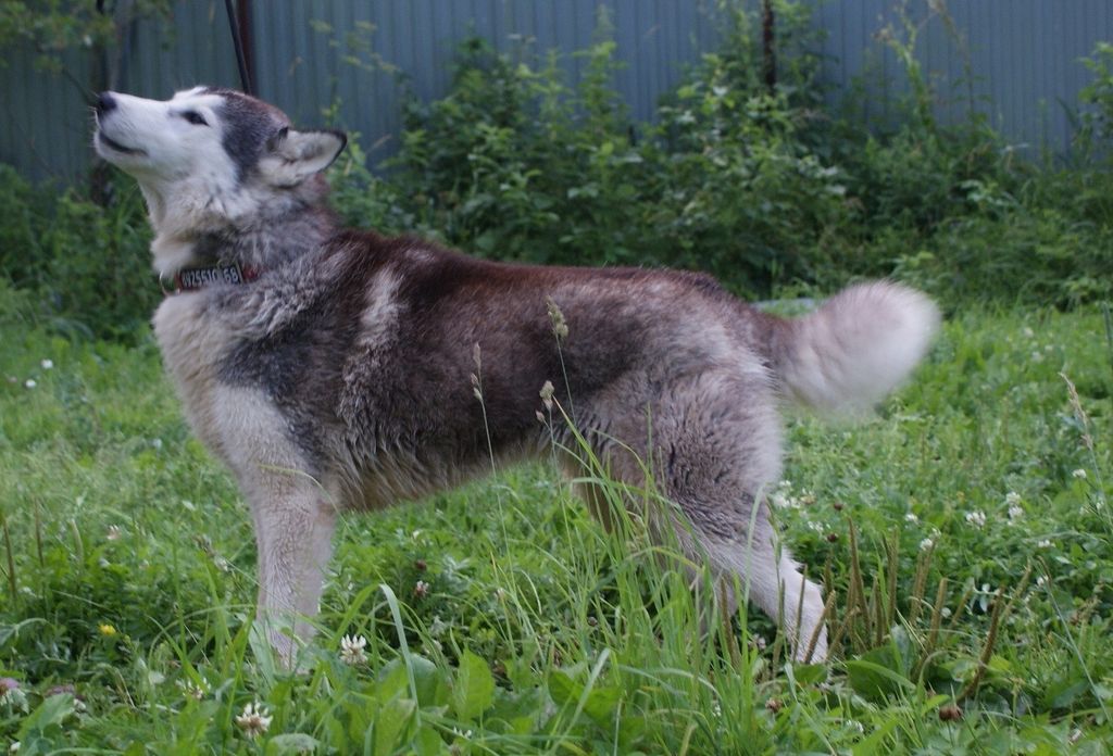 Photo of Vento Libero Itamka Dask Oli