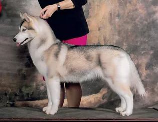 Photo of FullMoon’s Koba’s Crazy Little Thing Called Love