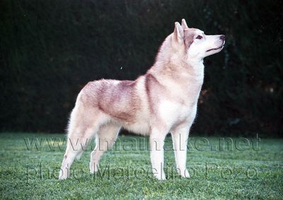 Photo of Kristari’s Layla (o’Mainake)