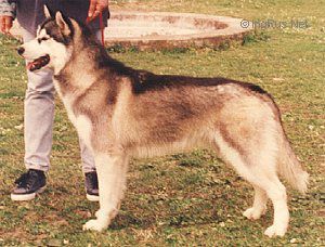 Photo of Starrbuck of Siberian Lady