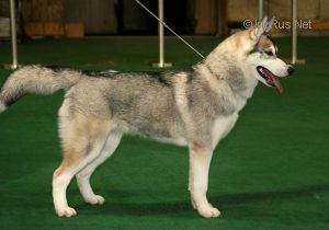 Photo of Arctic Magic Zara Snow Bird