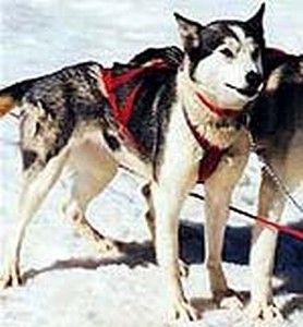 Photo of Husky Fant’s K’Moonlight
