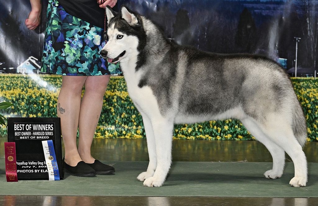 Photo of Wolvereen’s Stardust Of Syntari