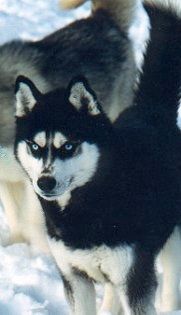 Photo of Yukoi Nuggetuk Silk Stalking