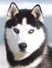 Photo of Wolvereen Yukon Quest
