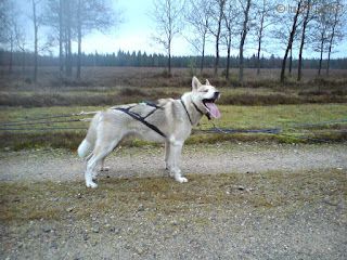 Photo of Flekken av Vargevass