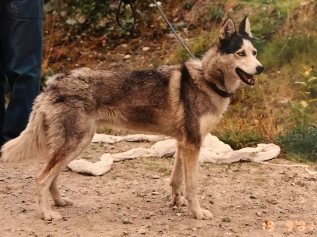 Photo of Kukunor av Vargevass