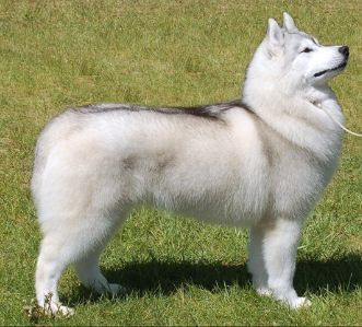 Photo of Karnovanda’s Sugar Bear