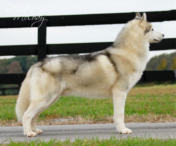 Photo of Kristari’s Apollo