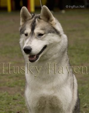 Photo of Husky Haven Talent Show