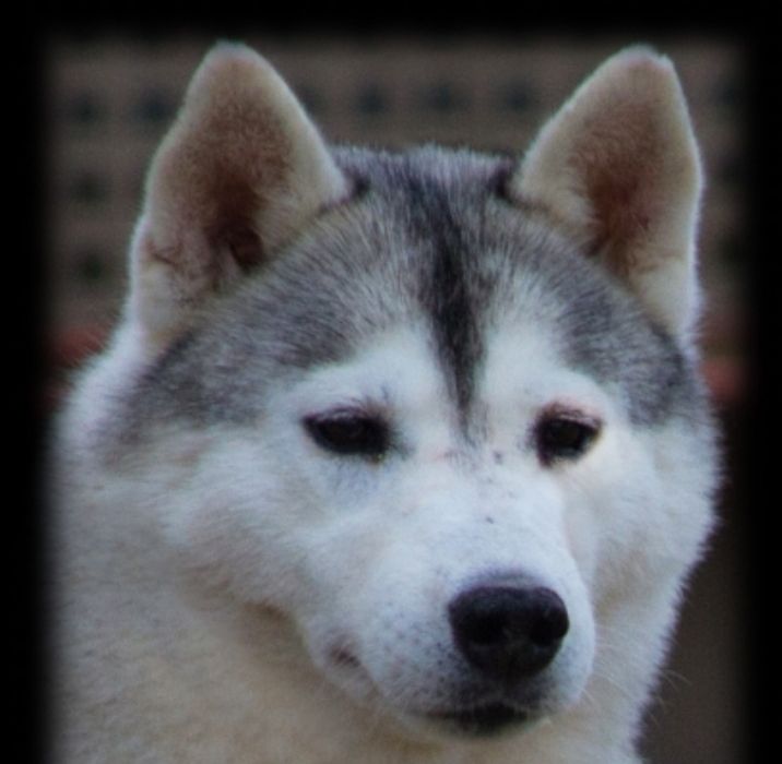 Photo of Suraliam Iced Diamond