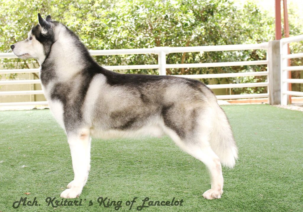 Photo of Kristari’s The Lancelot King