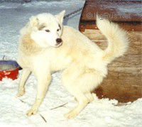 Photo of Snowtrack’s Ilaya