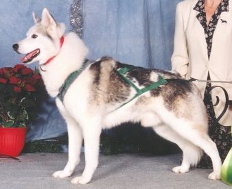 Photo of Bain’s Northern Stray Cat Strut