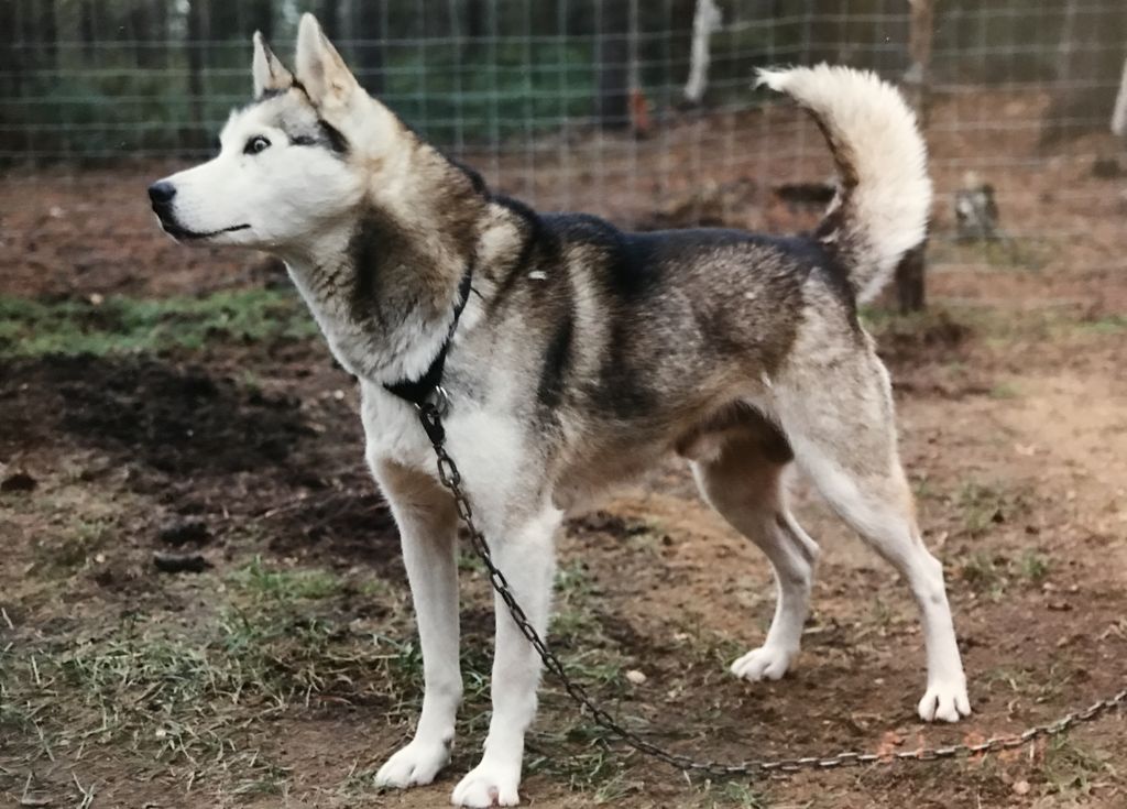 Photo of Polar Speed Thur