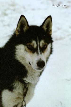 Photo of Sainen Bono