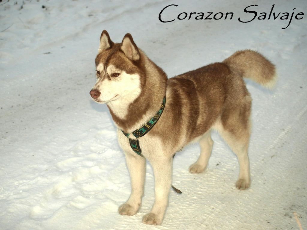 Photo of Kristari’s Rosie Corazon Salvaje