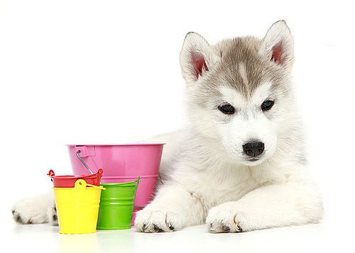 Photo of Siberian Miracle Gleeful Benji