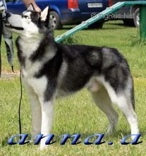 Photo of Snow Galaxy VIP Senior Domingo