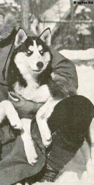 Photo of Toska Of Wonalancet
