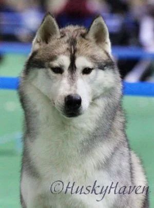 Photo of Trillium Blue’s Star X’d Lover