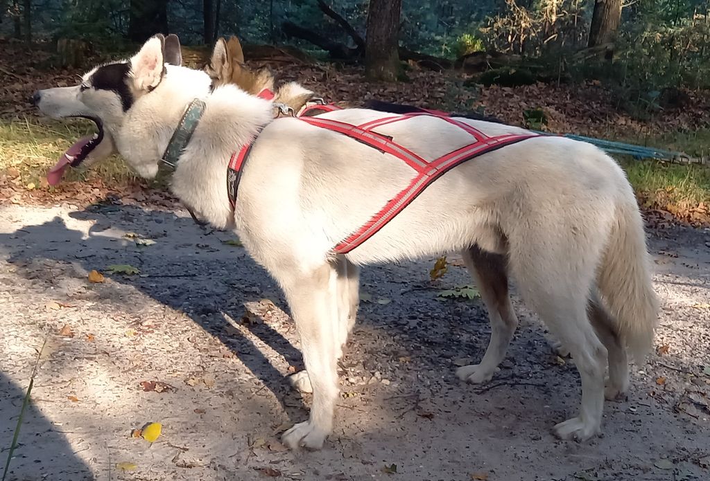 Photo of Dragon or Boy Fly my Haku Cold Paws