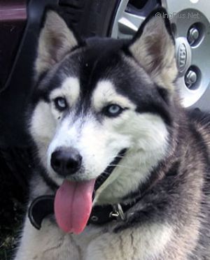Photo of Husky Haven Madam Butterfly