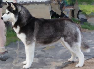 Photo of Vento Libero Laviya Megas Yurk