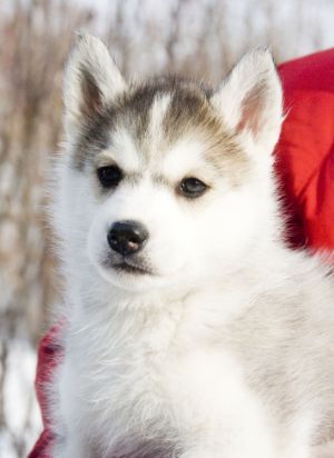 Photo of Husky Haven Bertana