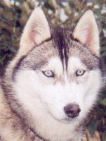 Photo of Liubov's Syren