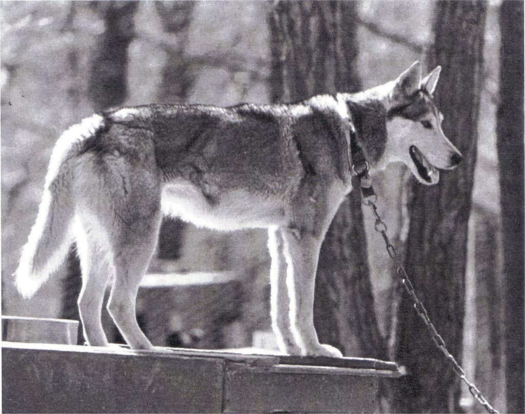 Photo of Igloo Pak’s Delta