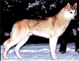 Photo of Nay-La-Chee’s Cool Running Konyak