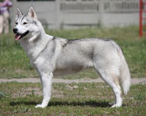 Photo of Temnaya Nochka