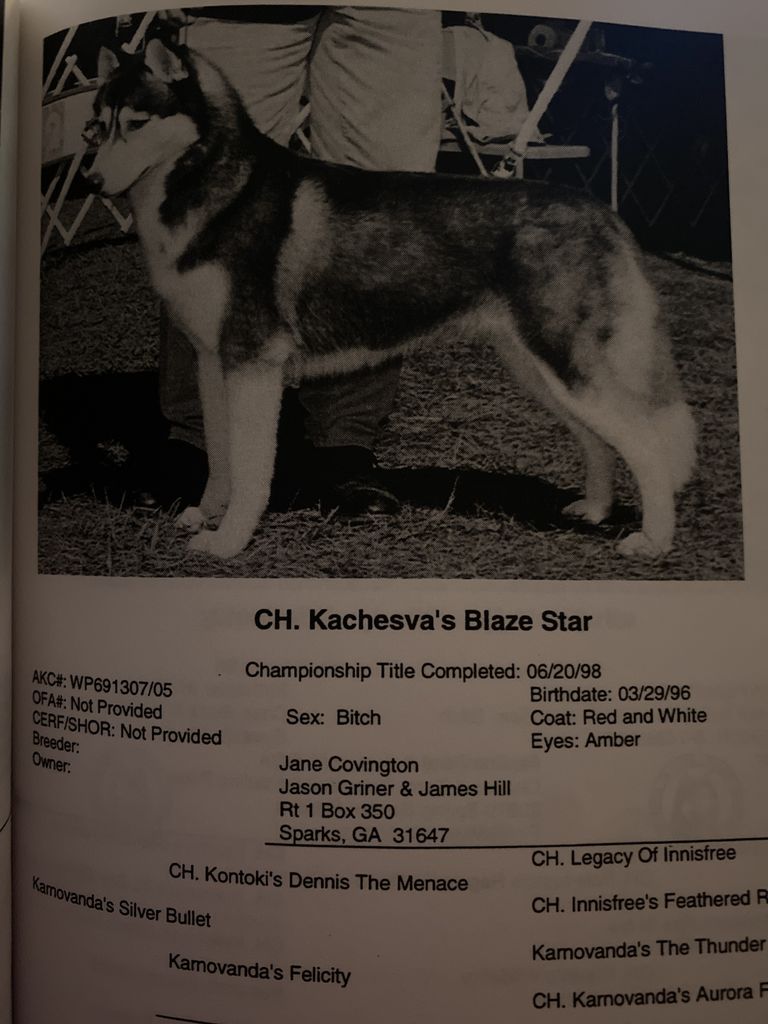 Photo of Kachesva’s Blaze Star