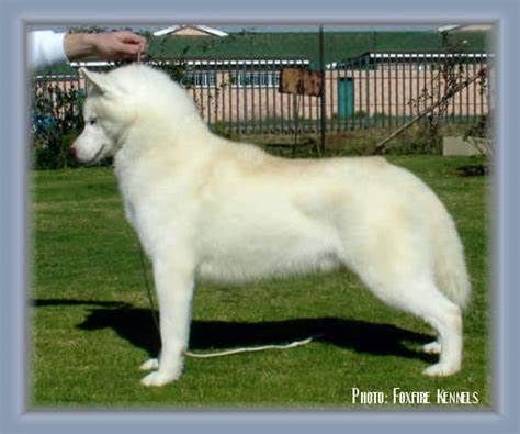Photo of Foxfire Chivazz Regal