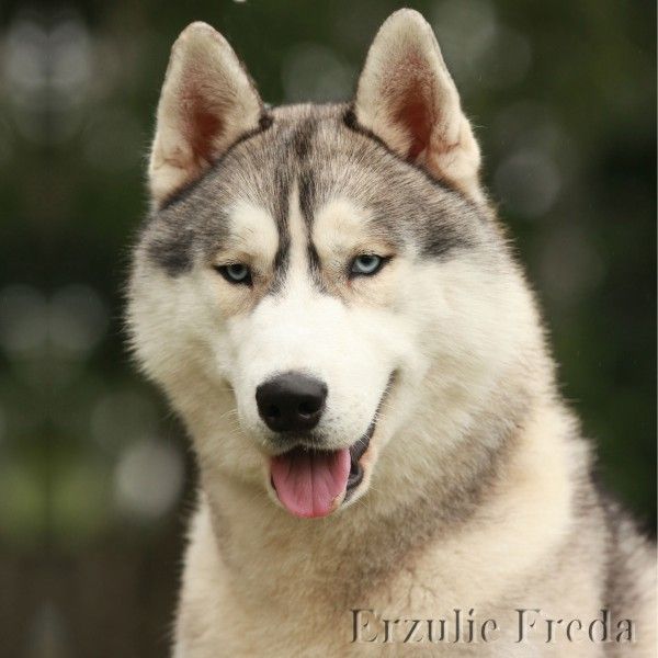 Photo of Erzulie Freda Almaz Russia