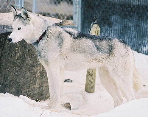 Photo of NorthWapiti’s Nahanni