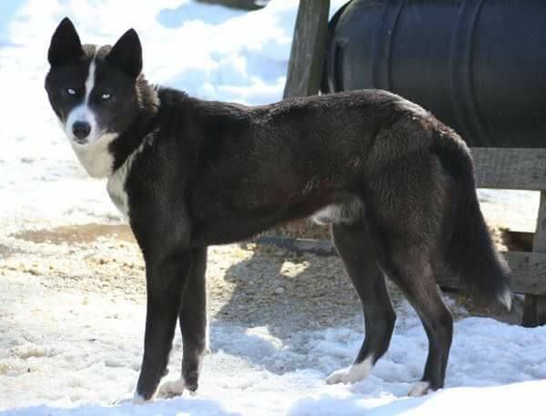 Photo of Quewolf de Loufranc