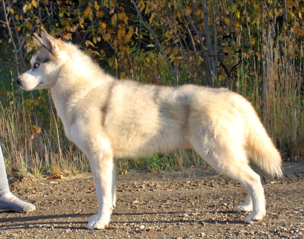 Photo of Ravenhawk’s Salix Speciali