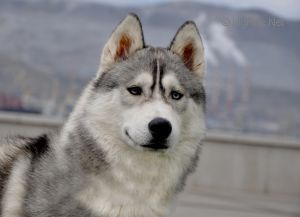 Photo of Wild-Call Latino