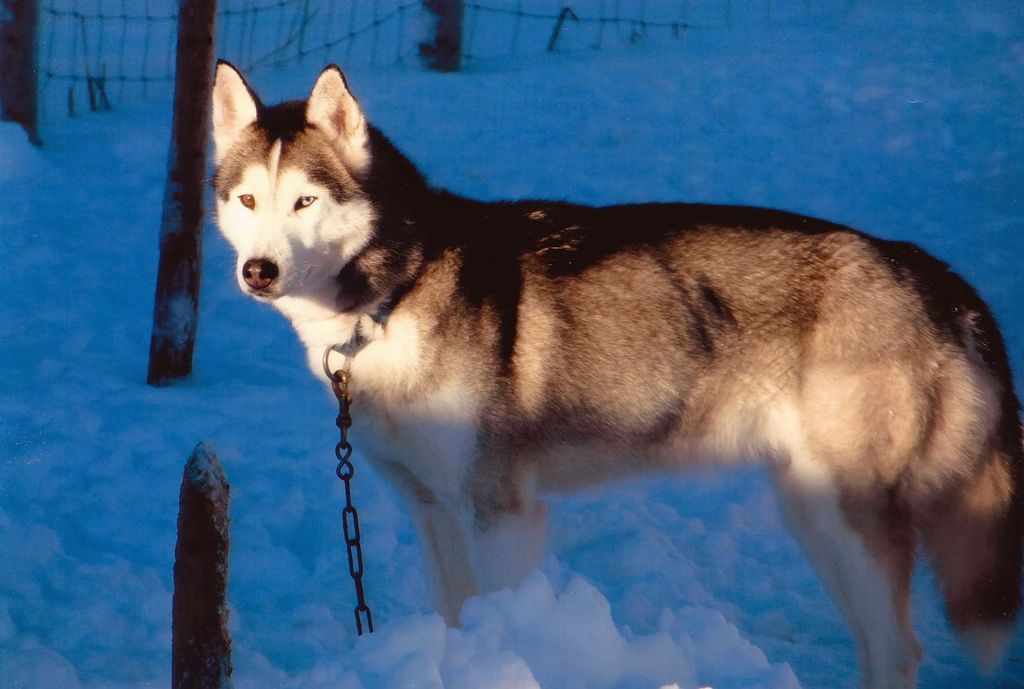 Photo of Moonrun’s Lyra