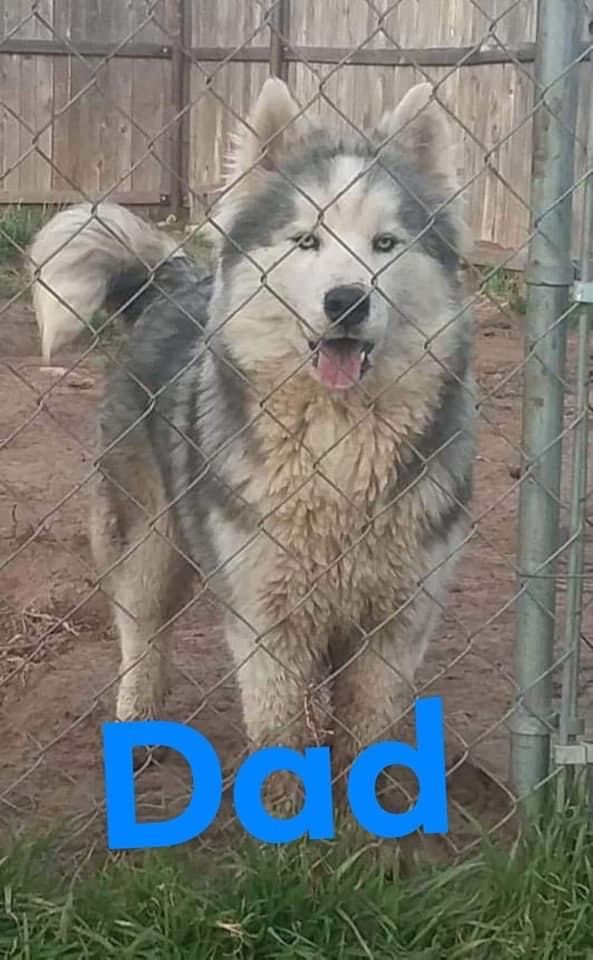 Photo of Shenanigan’s Little Bear